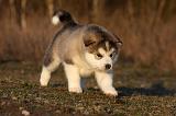 ALASKAN MALAMUTE 610
